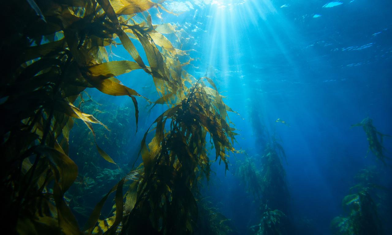 Sunlight through a kelp forest, the source of marine minerals